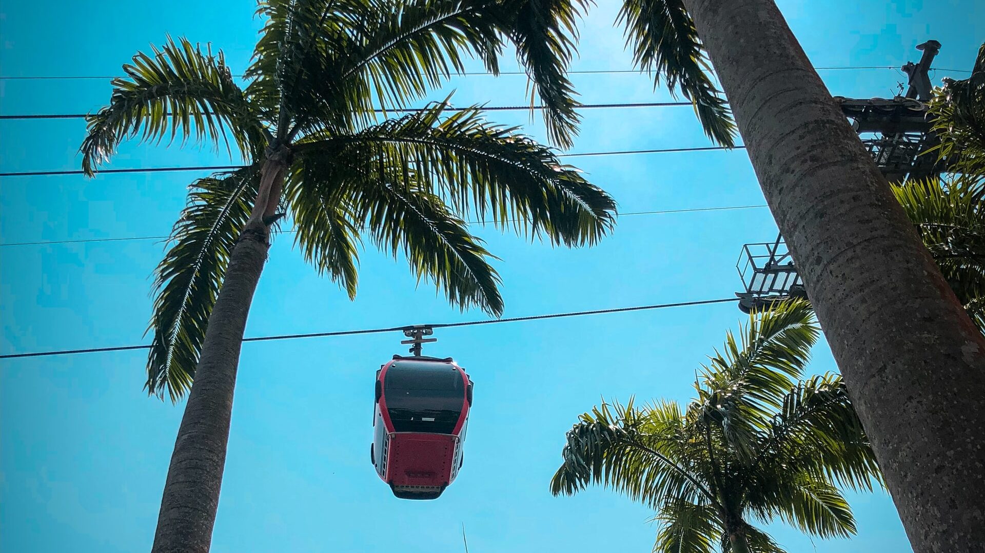 A cable car amongst some trees